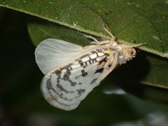 Copsyrna maculata