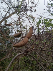 Decalepis hamiltonii