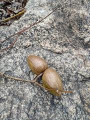 Decalepis hamiltonii