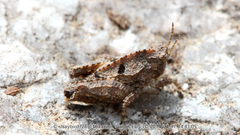 Formosatettix robustus