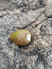 Decalepis hamiltonii