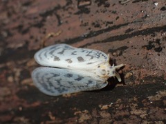 Copsyrna maculata