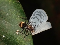 Copsyrna maculata
