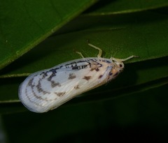 Copsyrna maculata