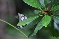 Polyura schreiber