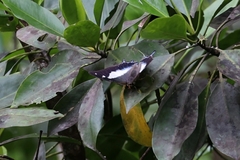 Polyura schreiber