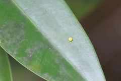 Polyura schreiber