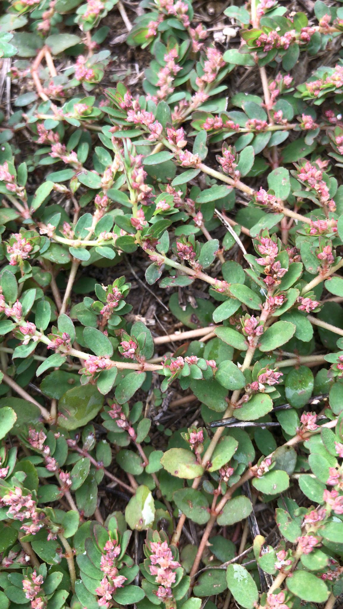 Euphorbia thymifolia