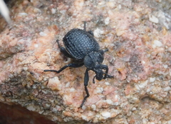 Brachycerus rotundicollis