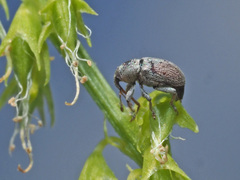 Tychius meliloti