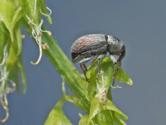 Tychius meliloti