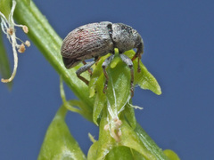 Tychius meliloti