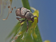 Tychius meliloti