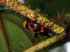 Cosmoscarta dimidiata
