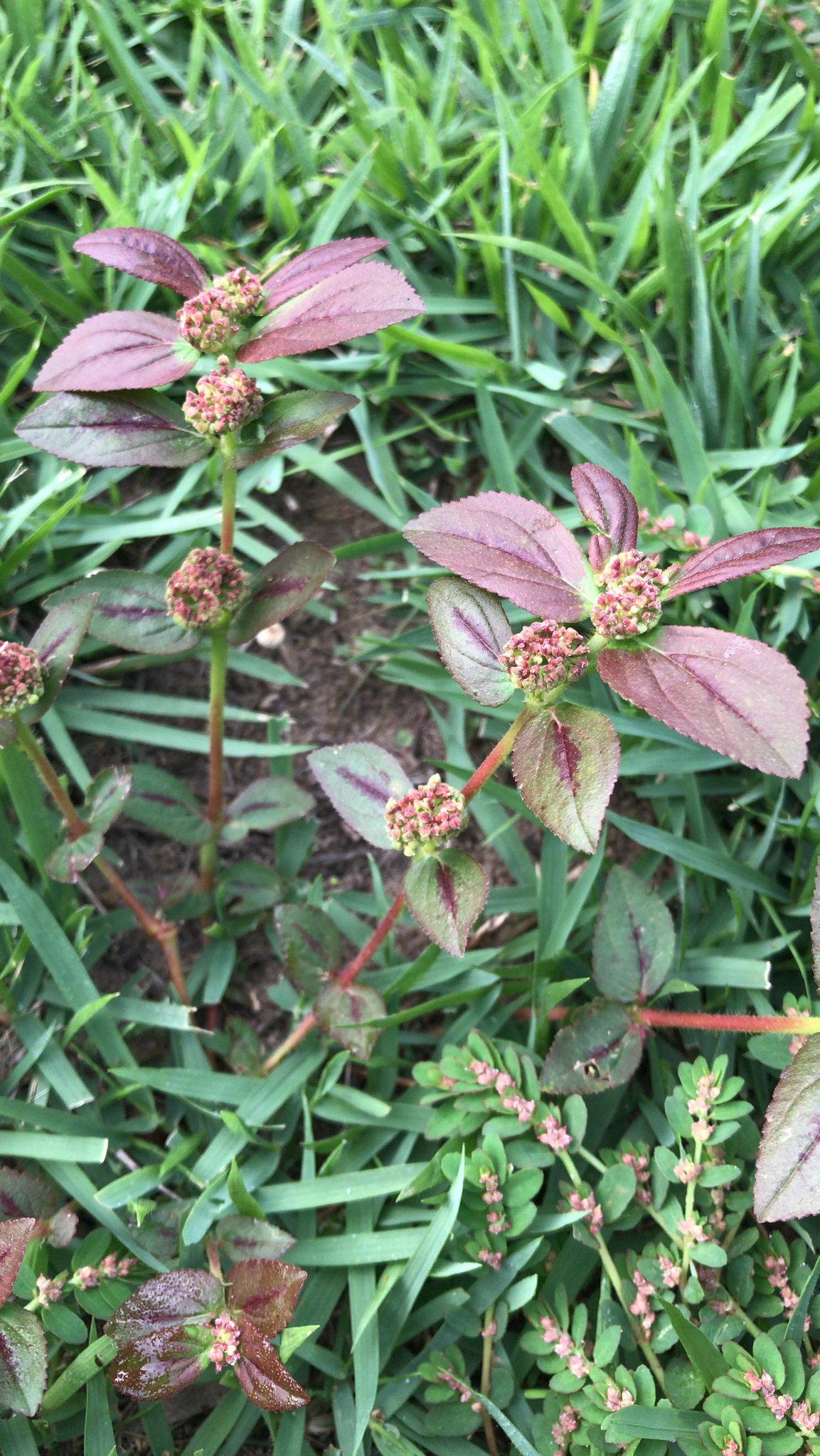 Euphorbia hirta