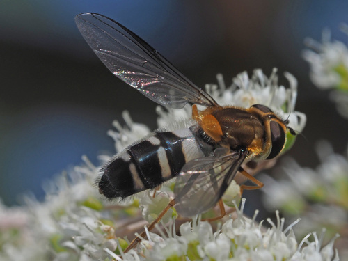 Pale-saddled Leucozona