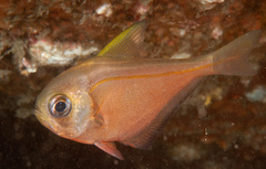 Pempheris compressa