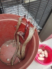 Thelotornis capensis