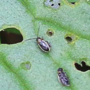 Longitarsus dorsalis