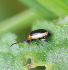 Longitarsus dorsalis