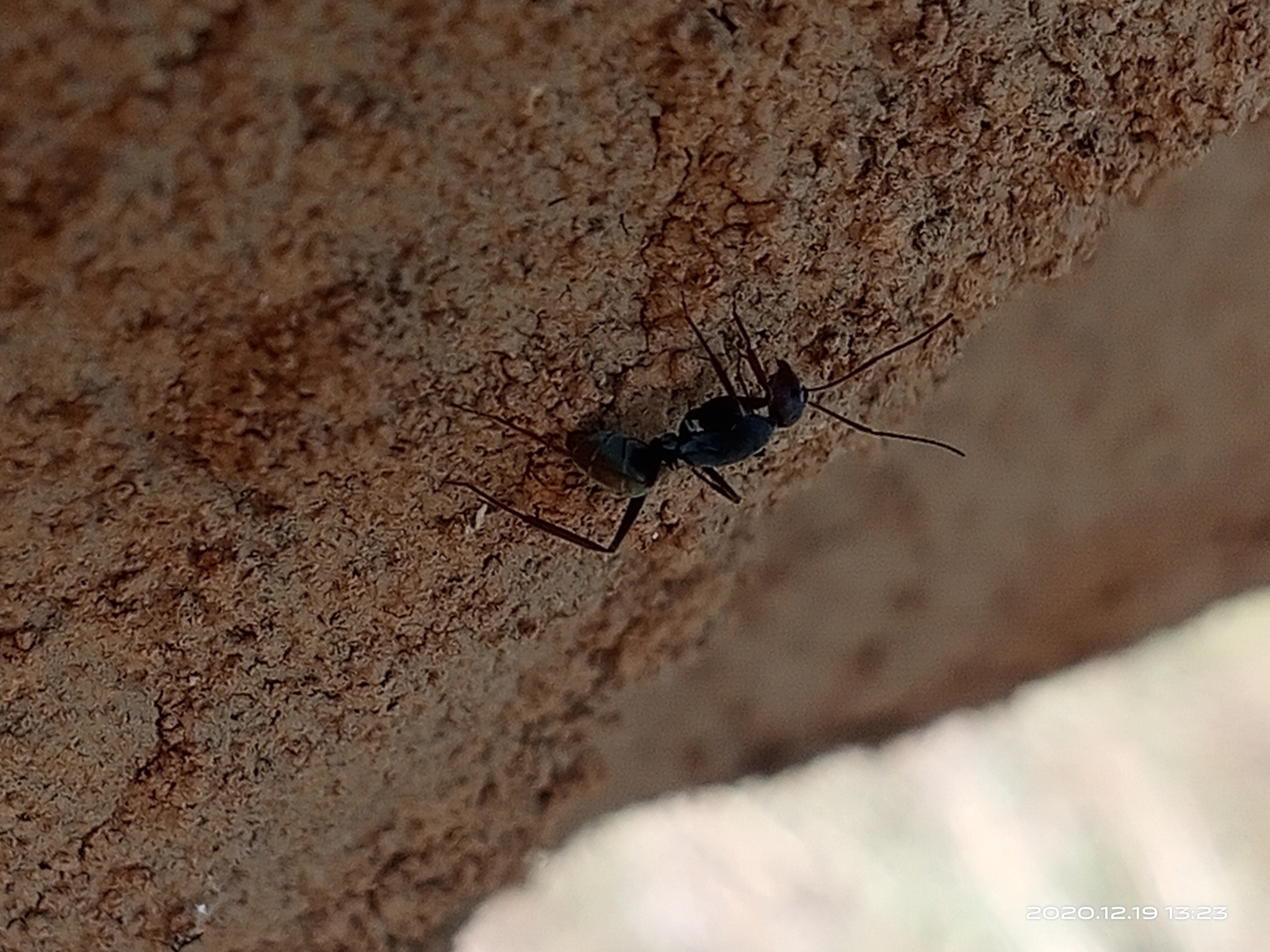 Camponotus parius