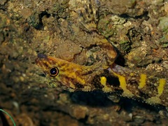 Cnemaspis affinis
