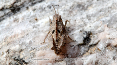 Formosatettix robustus