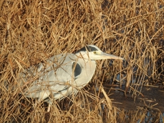Ardea cinerea
