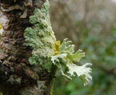 Ramalina fastigiata