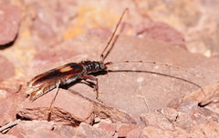 Epithora dorsalis