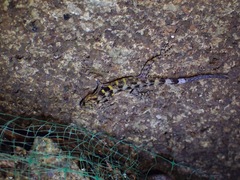 Cnemaspis affinis
