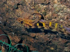 Cnemaspis affinis