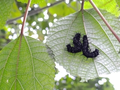 Symbrenthia lilaea formosanus