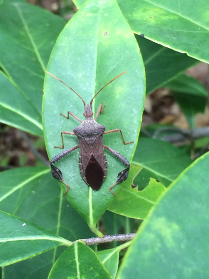 Magnolia Leaf-footed Bug