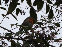 Erithacus rubecula