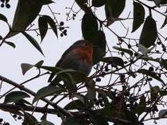 Erithacus rubecula