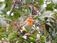 Erithacus rubecula