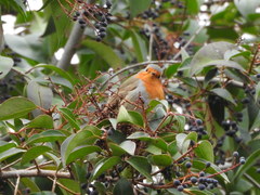 Erithacus rubecula