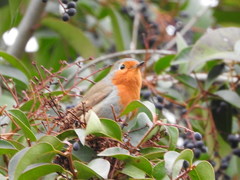 Erithacus rubecula
