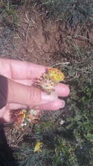 Anthyllis vulneraria boissieri