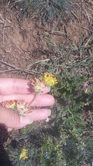 Anthyllis vulneraria boissieri