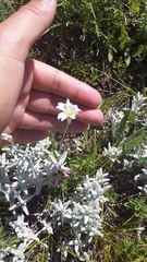 Cerastium biebersteinii