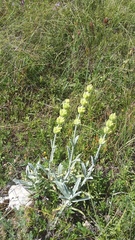 Sideritis catillaris