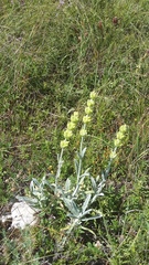 Sideritis catillaris