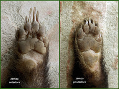 European Badger photo 5