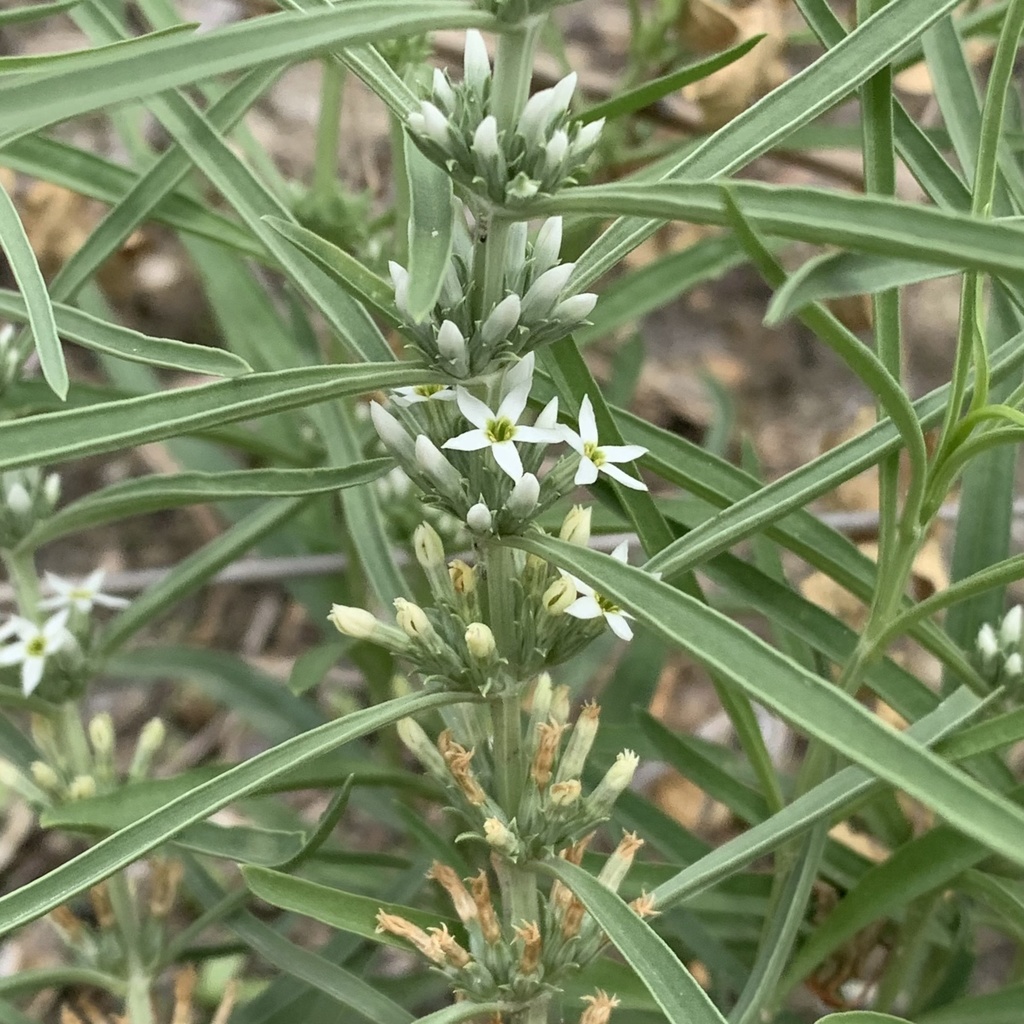 Faroinae