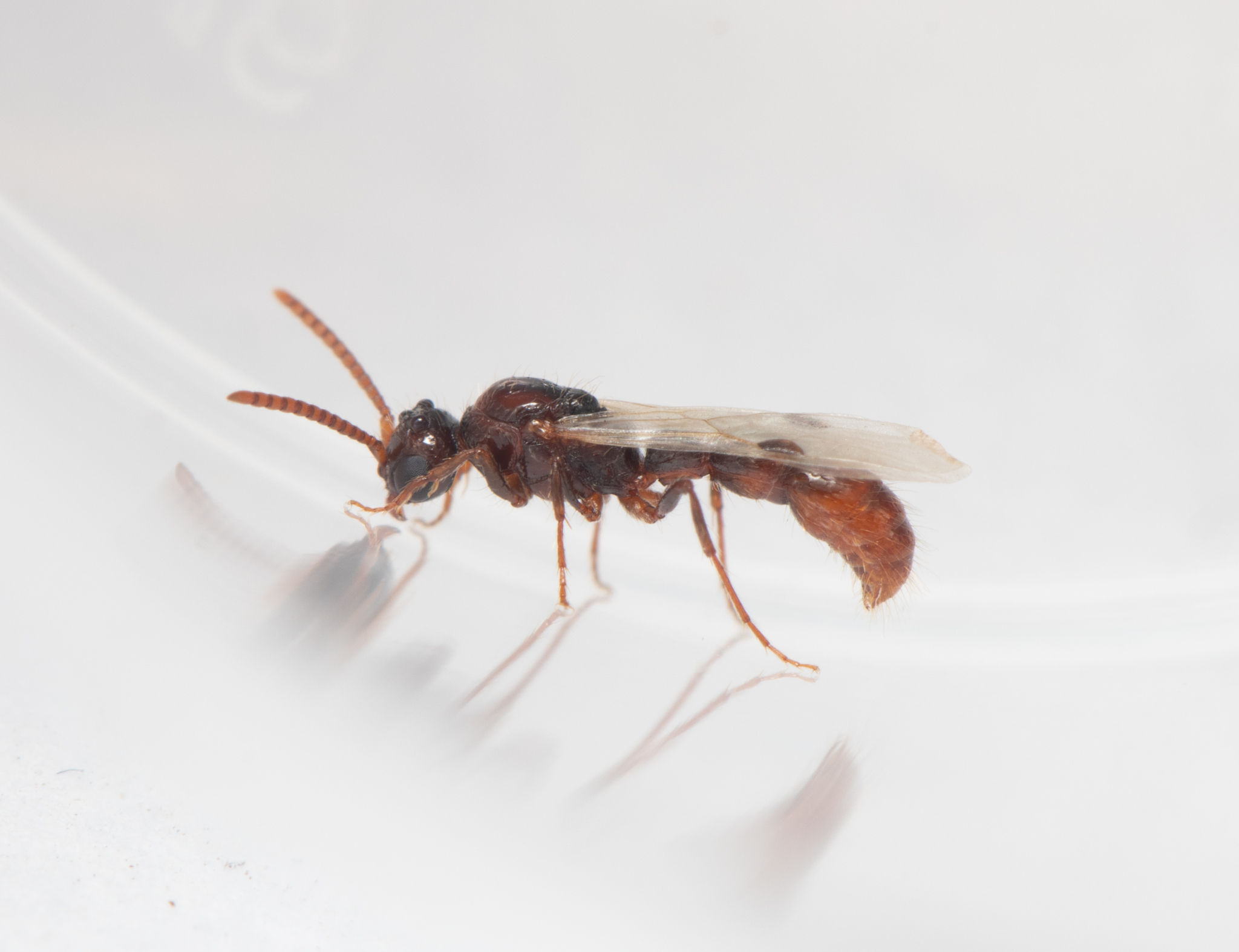 Lioponera