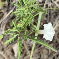 Ipomoea coptica image