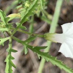 Ipomoea coptica image