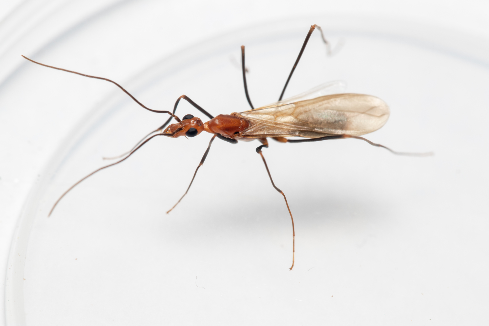 Leptomyrmex varians